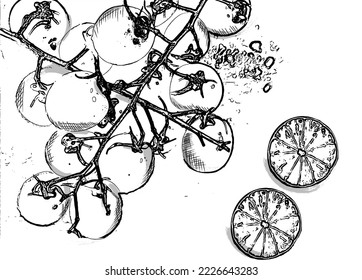Tomatoes and lemon slices vintage vector line art