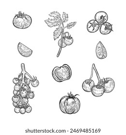 Línea de tomates dibujo ilustración colección.