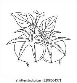 Tomatoes linear illustration. hand drawn tomato isolated on white background. Vegetables in vintage style. Product on the agricultural market. Vector eps10