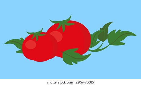 tomatoes on a blue background