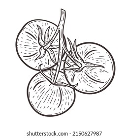 Tomatoes on a branch black hand drawn engraving vector illustration. Twig with vegetables sketch. Healthy organic food vintage icon