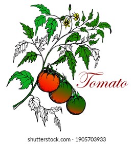 Tomatoes on a branch.  Sketch. Handmade illustration. Vector. Isolated on a white background