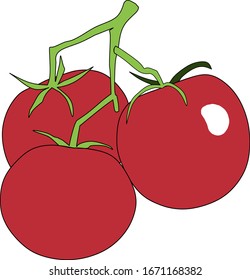 Tomaten auf einem Ast. Vektorillustration-Tomaten