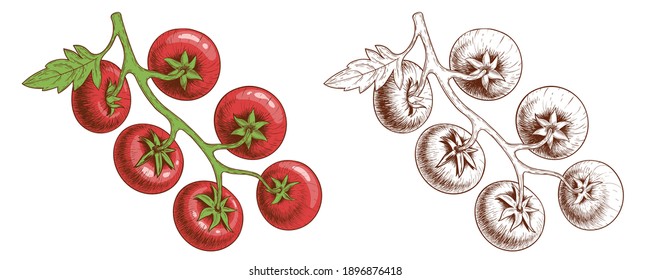 Tomatoes. Tomatoes on branches, hand-drawn. Engraving style and color. Vector illustration isolated on white.