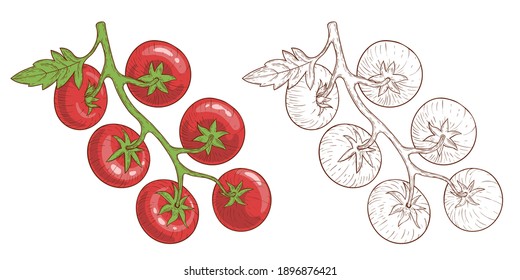 Tomatoes. Tomatoes on branches, hand-drawn. Engraving style and color. Vector illustration isolated on white.