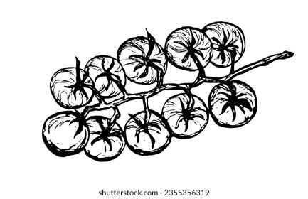 Tomatoes on branches, hand-drawn sketch. Vegetable Vector illustration. Cherry tomatoes isolated on white background.