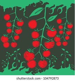 Tomatoes on dark green background with plants