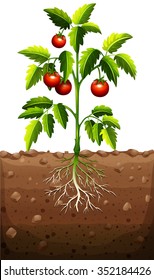 Tomatoes on the tree illustration