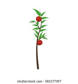 tomatoes plant icon