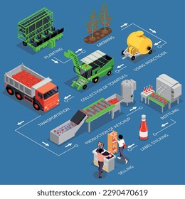 Tomatoes production isometric infographics with set of isolated icons of agricultural facilities in diagram with text vector illustration