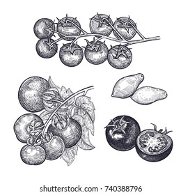Tomatoes Set. Hand Drawing Of Vegetable. Vector Art Illustration. Isolated Image Of Black Ink On White Background. Vintage Engraving. Kitchen Design For Decoration Recipes, Menus, Sign Shops, Markets