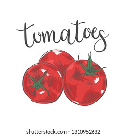 Tomatoes set. Hand drawn vector illustration.