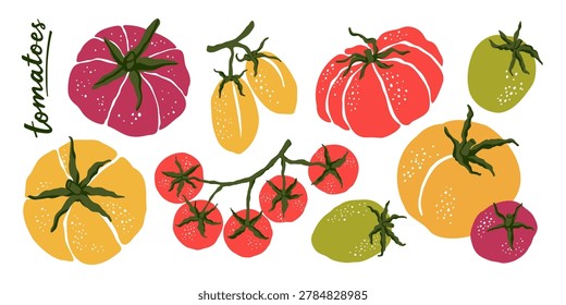 Tomatoes set. Heirloom tomato varieties collection with beefsteak and costoluto genovese. Red cherry branch and roma plum. Green zebra and purple organic vegetables. Fresh food elements vector