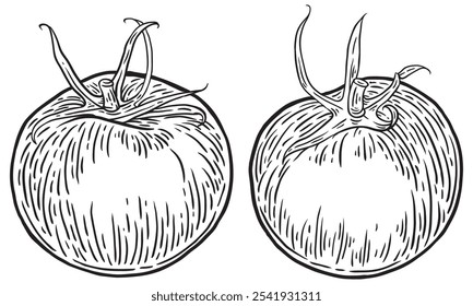 Tomates puestos. Dos tomates dibujados a mano bocetos de tinta arte de Clip. comida de verduras frescas en estilo de grabado. Ilustración vectorial en blanco y negro
