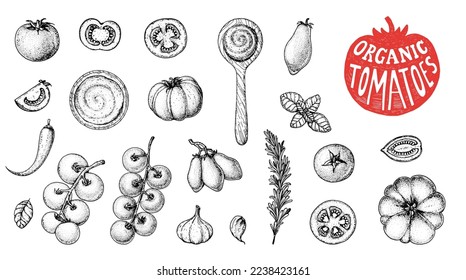 Tomatoes sketch hand drawn illustration. Organic tomato design template. Vector illustration. Healthy food. Ketchup package design elements. Tomato vegetable.