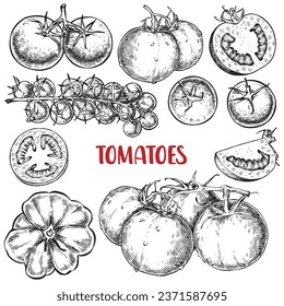 Tomatoes sketch hand drawn illustration. Organic tomato design template. Illustration for a brochure or booklet for a restaurant or cafe. Healthy eating frame. Ketchup packaging design elements. 