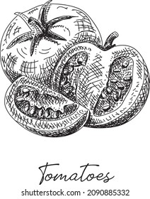 Tomatoes. Sliced tomatoes - sketchy vector illustration