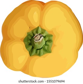
tomatoes that are still yellow. please complete your design. download now.