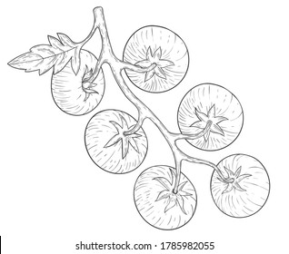Tomatoes. Tomato branch with leaf. Engraving vintage vector black illustration. Isolated on white background. Hand drawn design element for label and poster