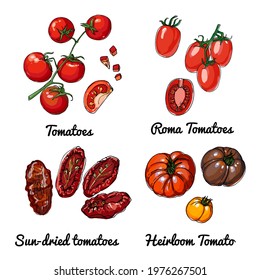 Tomatoes. Vector food icons of vegetables. Colored sketch of food products. Roma tomatoes, sun dried tomatoes, heiloom tomato