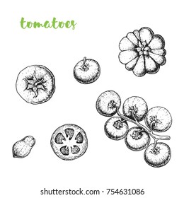 Tomatoes vector illustration. Engraved image. Sketch food illustration. Vegetable hand drawn.