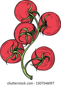 Tomatoes. Vector illustration. Line drawing