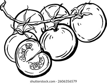 Tomatoes. Vegetables. Hand drawn vector isolated sketch.