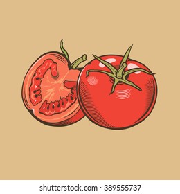 Tomatoes in vintage style. Colored vector illustration