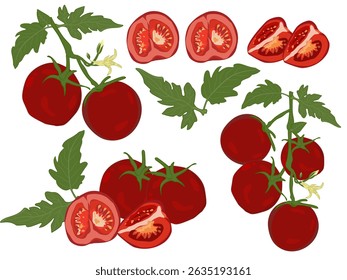 Tomatoes, white isolate background, Vector