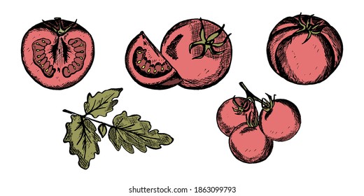 Tomatoes whole and half set hand drawn vector illustration