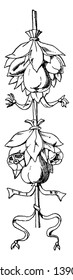 Tomb of Louis XVII Cluster is a fruit Festoon design found in St. Denis, its was during the French Renaissance, vintage line drawing or engraving illustration.