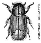 Tomicus Laricis is a pine bark beetle, vintage line drawing or engraving illustration.