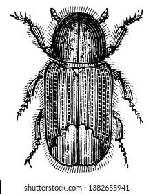 Tomicus Laricis is a pine bark beetle, vintage line drawing or engraving illustration.
