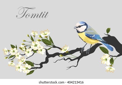 Tomtit on the cherry branch
