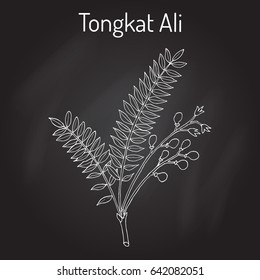 Tongkat Ali (Eurycoma longifolia), or Pasak Bumi, medicinal plant. Hand drawn botanical vector illustration