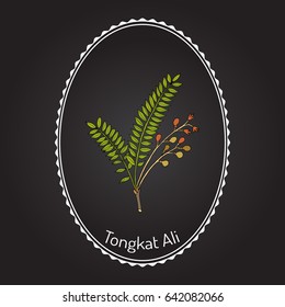 Tongkat Ali (Eurycoma longifolia), or Pasak Bumi, medicinal plant. Hand drawn botanical vector illustration