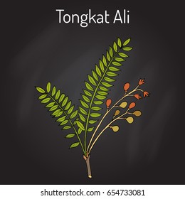 Tongkat Ali (Eurycoma longifolia), or Pasak Bumi, medicinal plant. Hand drawn botanical vector illustration