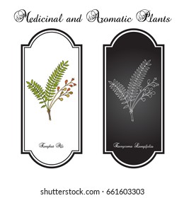 Tongkat Ali (Eurycoma longifolia), or Pasak Bumi, medicinal plant. Hand drawn botanical vector illustration