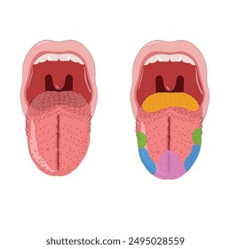 tongue anatomy and taste buds