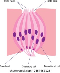 The tongue boasts tiny bumps known as papillae, housing taste buds that detect chemicals present in food and beverages upon ingestion.