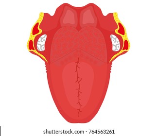 Tongue color illustration on a white background