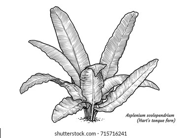 Hart’s tongue fern illustration, drawing, engraving, ink, line art, vector