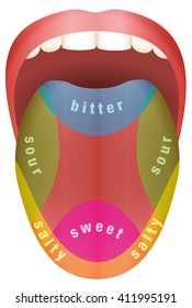 Tongue with four different taste areas - bitter, sweet, sour and salty. Isolated vector illustration on white background.