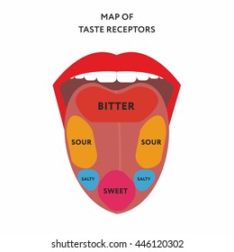 Taste Bud Location Chart