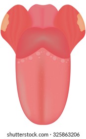 The Tongue Illustration