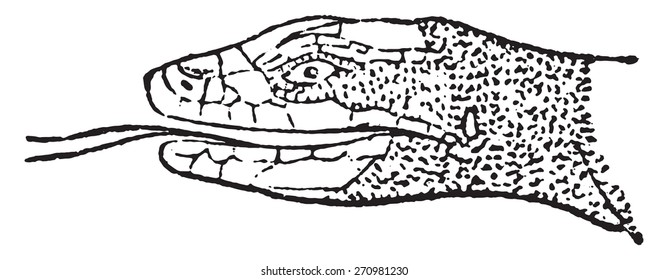 Tongue Lizard, vintage engraved illustration. Natural History of Animals, 1880.
