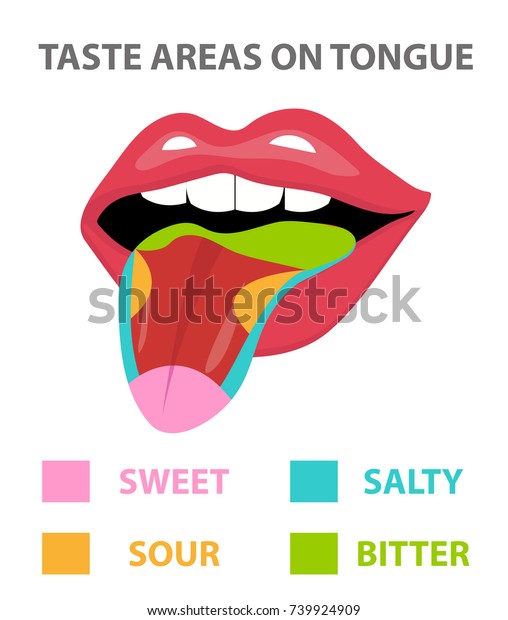 Tongue Map Areas Receptors Responsible Taste Stock Vector (Royalty Free ...