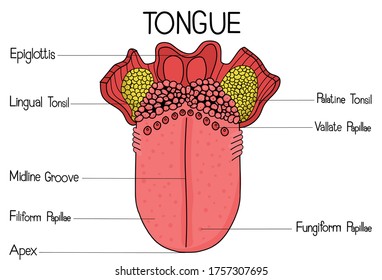 La lengua es un órgano muscular situado en la cavidad oral.