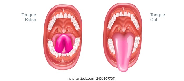 Tongue out and tongue raised vector illustration. mouth wide open and the oral cavity aspects include the lips, tongue, palate, and teeth. Although a small compartment, the oral cavity is a unique.