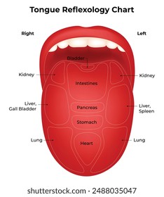 Tongue Reflexology Chart Science Design Vector Illustration Diagram